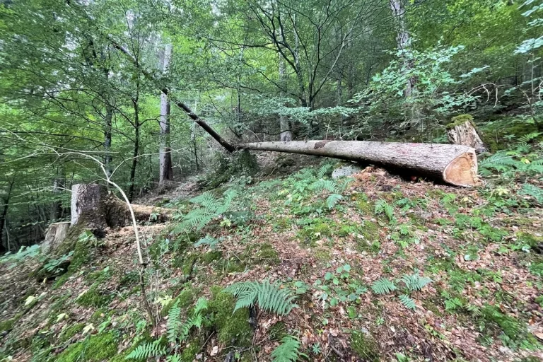 Arbeitsunfall in Ilanz GR – Forstarbeiter von Baum getroffen