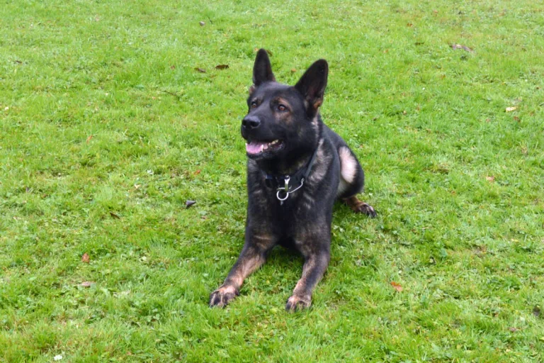 Kanton Luzern - Polizeihund Quanto stellt zwei Einbrecher 