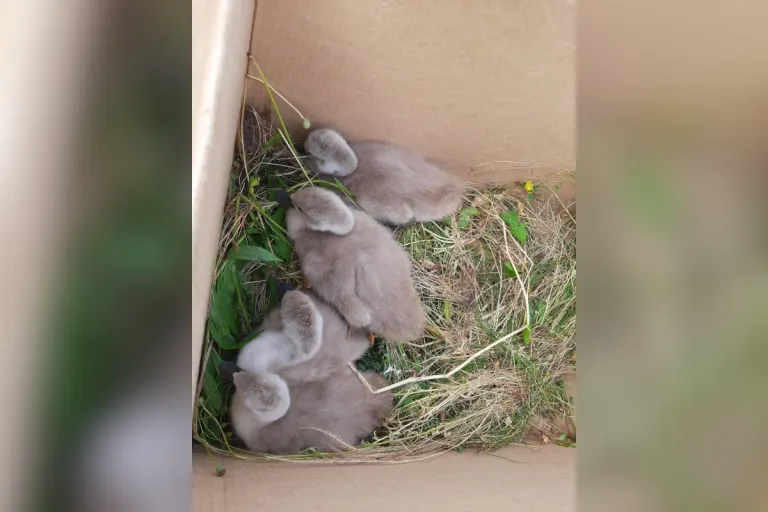 Güstrow – Schwäne bei Schwaan vom Zug erfasst