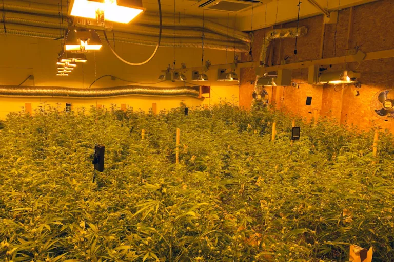 Konolfingen BE – Cannabis-Plantage ausgehoben – sieben Festnahmen
