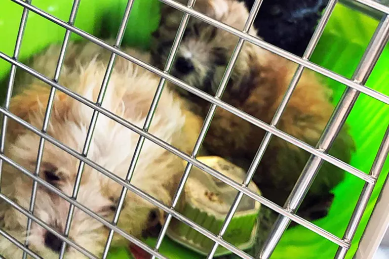 Marl - Hundewelpen aus Transporter befreit