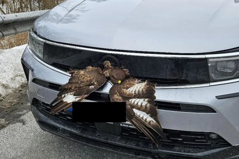 A20 Badendorf – Bussard überlebt Kollision mit Auto