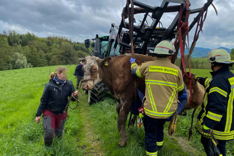 Wachtberg NW - Kuh aus Bachlauf befreit