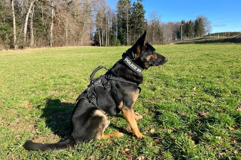 Plaffeien FR -  Einbrecher brechen in Bäckerei ein - Polizeihund Nox ist aber erfolgreich