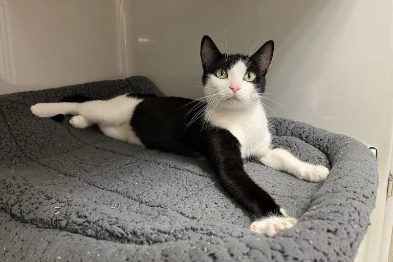 Winterthur Töss ZH - Zwei ausgesetzte Katzen gefunden 