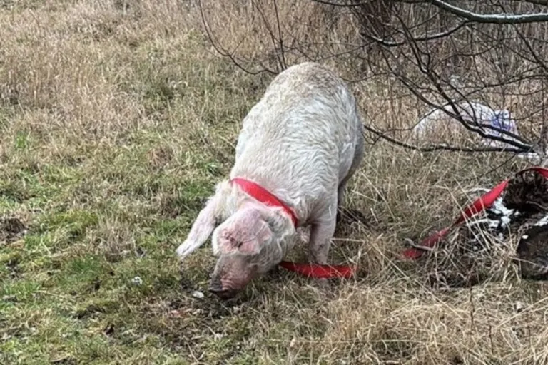 Bad Harzburg – Ausgebüxte Schweine sorgen für Einsatz