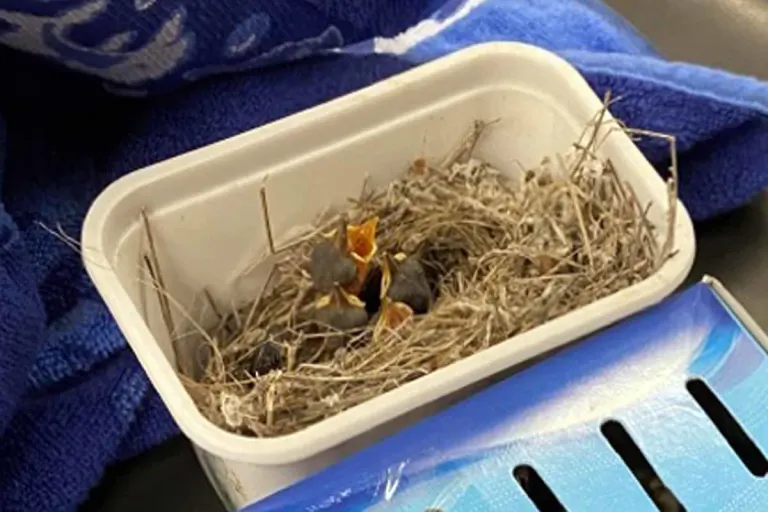 Düsseldorf - Vogelküken zwischen Wäsche im Handgepäck