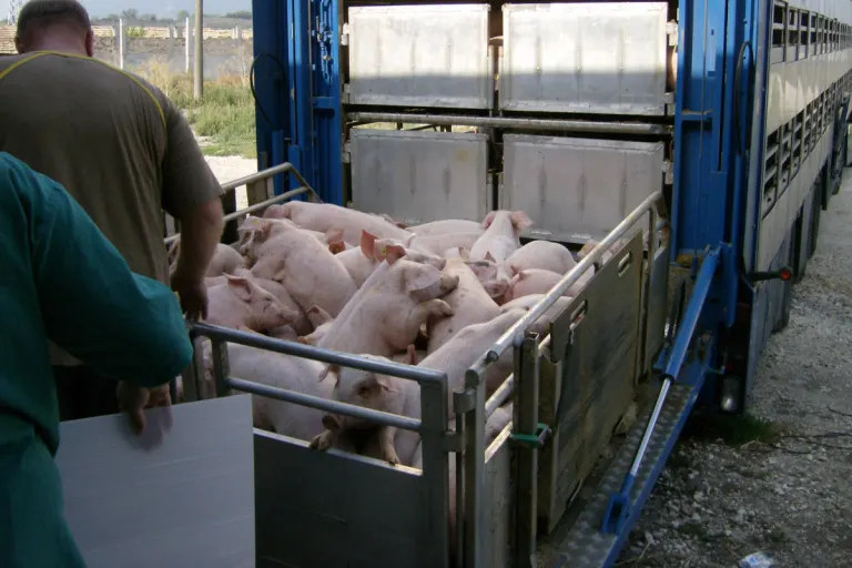 Grieskirchen OÖ – Überladener Tiertransporter mit 730 Ferkeln gestoppt
