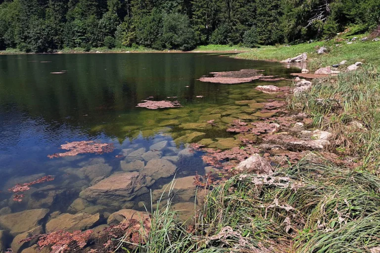 Giftige Blaualgen im Obersee – Kanton Glarus warnt vor Wasserkontakt