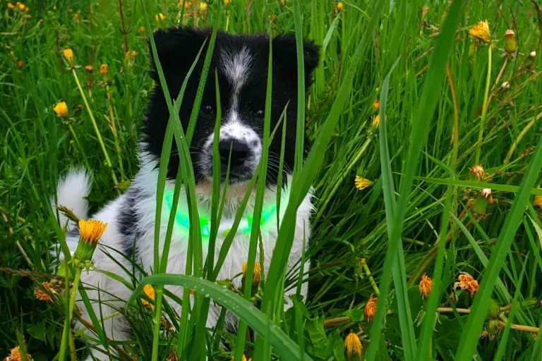 Welche Strafen drohen Hund und Besitzer, wenn die Leinenpflicht nicht eingehalten wird?