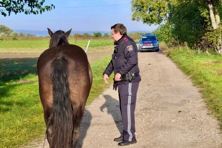 Gols/Podersdorf B – Polizei fängt ausgebüxtes Pferd ein