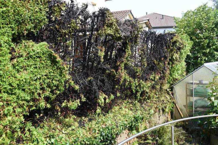 Kirchberg SG - Hecke in Brand geraten