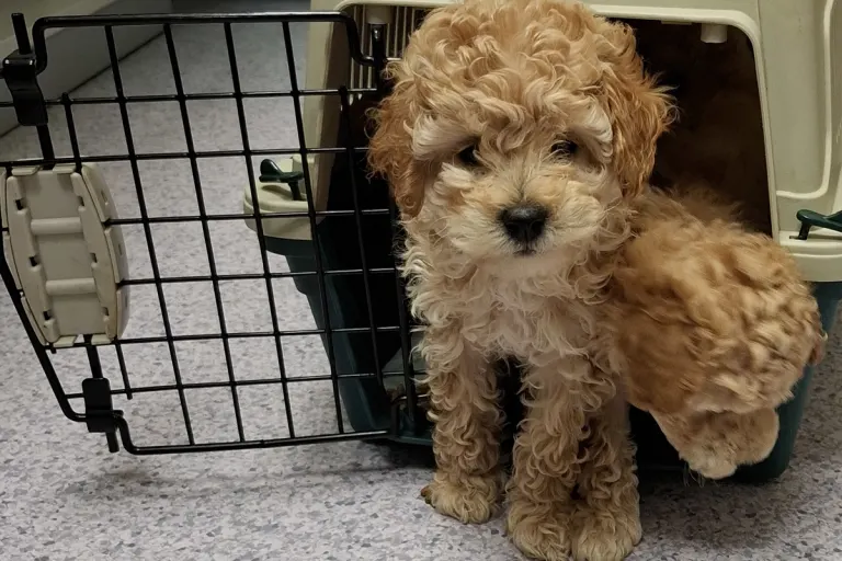 Altötting – Zoll entdeckt Hundewelpen ohne Papiere bei Kontrolle