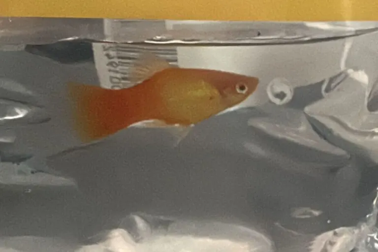 Hamburg – Fisch wurde zum Verschenken abgelegt 