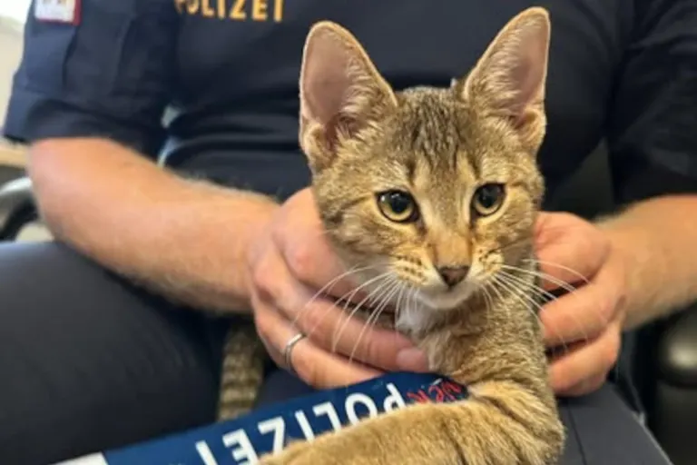 Katze gefunden in Eisenstadt B – Besitzer gesucht