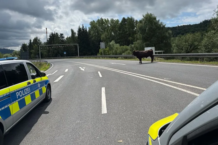 Zella-Mehlis TH – Bulle läuft auf Autobahn