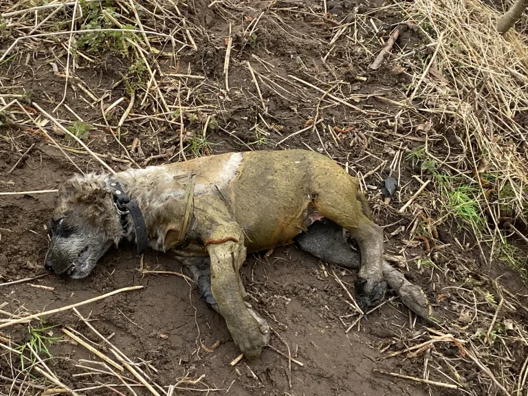 Stralsund: Toter Hund gefunden