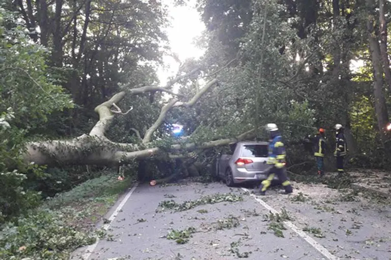 Kleve - Mächtige Buche stürzt auf fahrendes Auto
