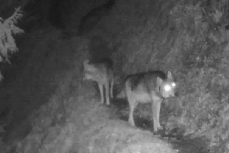 Vermutlich ein zweites Wolfsrudel im Kanton Glarus 