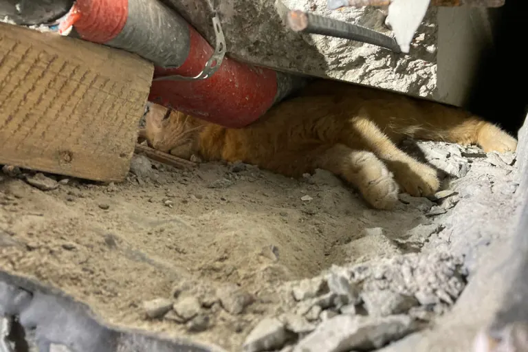 Stuttgart – Feuerwehr befreit eingeklemmte Katze