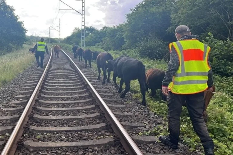 Lietzow, Binz MV -  Neun entlaufene Rinder stören den Bahnverkehr