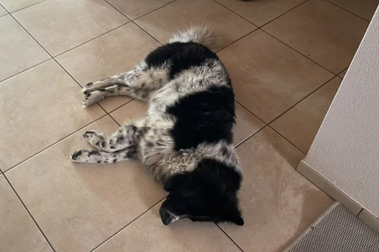 Burg AG - Hund angeschossen - tot!