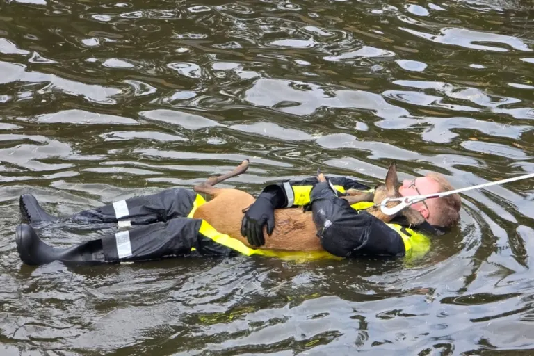 Celle NI – Feuerwehr rettet Reh aus Regenbecken