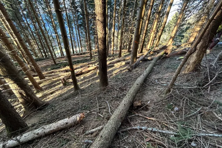 Triesenberg FL - Arbeitsunfall bei Forstarbeiten