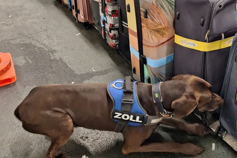 Frankfurt am Main HE – Zoll beschlagnahmt 83 Kilogramm Kokain