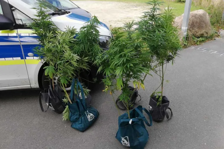 Bielefeld - Polizei hebt Cannabisplantage an Bahndamm aus