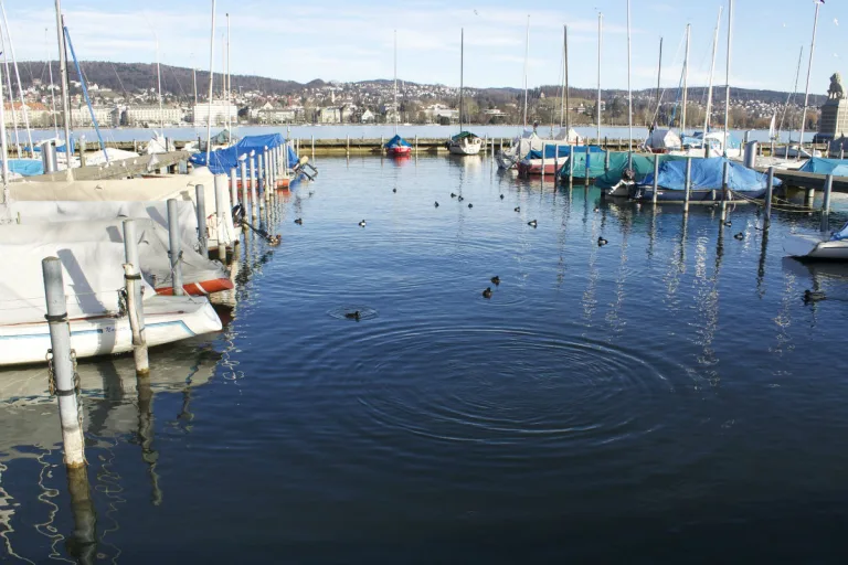 Wetzikon ZH - Einwasserungsverbot wegen der Quaggamuschel im Zürichsee 