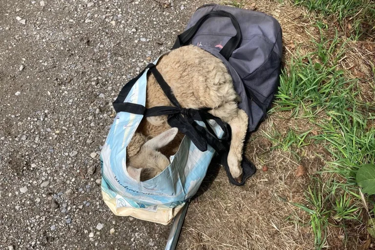 Süchteln NW - Frau entwendet Schaf von einer Weide