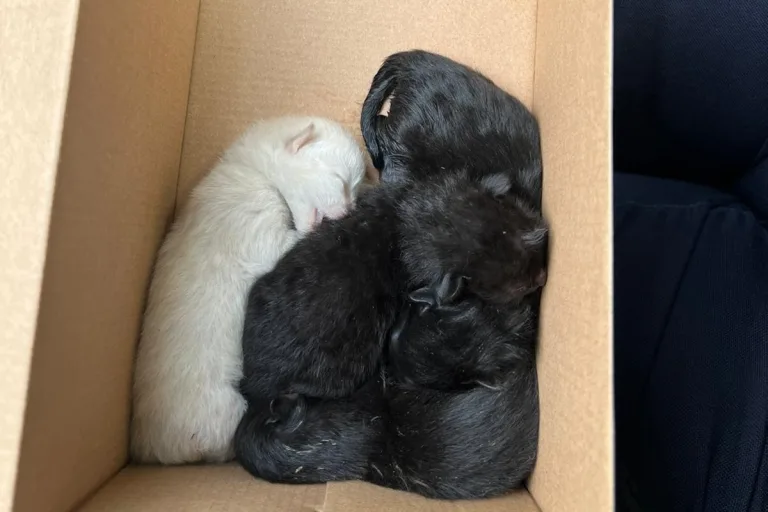 Bochum - Vier Katzenbabys in einem Schuhkarton ausgesetzt