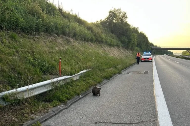 Bern – Polizei hilft einem Biber auf der Autobahn 