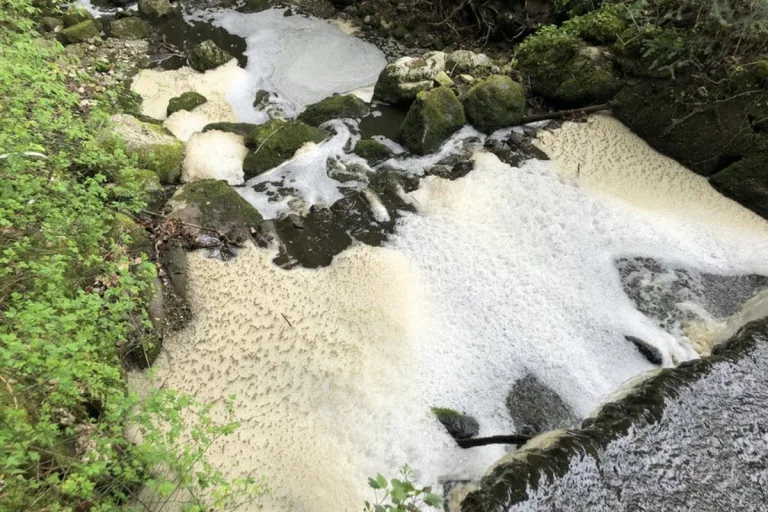 Heimenschwand BE - Fischsterben wegen Gülle im Bach