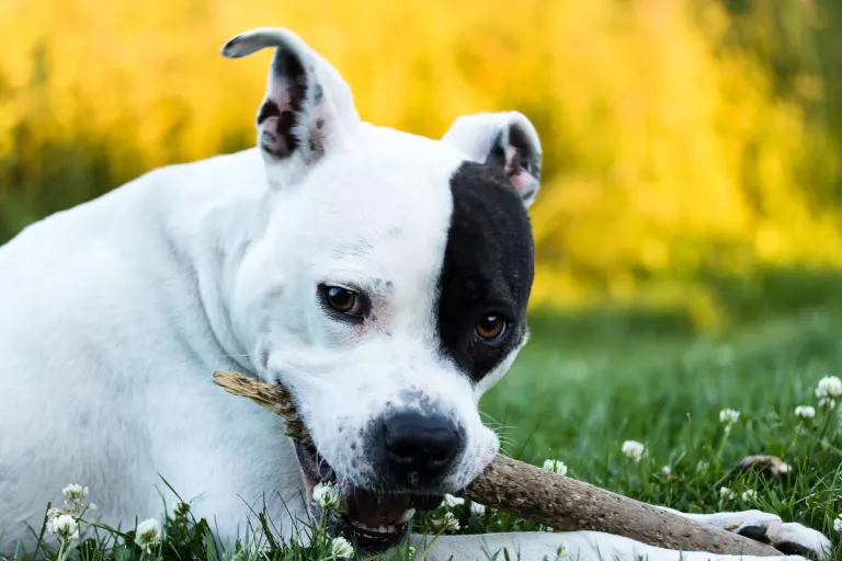 St. Ingbert-Rohrbach - Unbekannter Hundebesitzer schlägt auf anderen Hundebesitzer ein