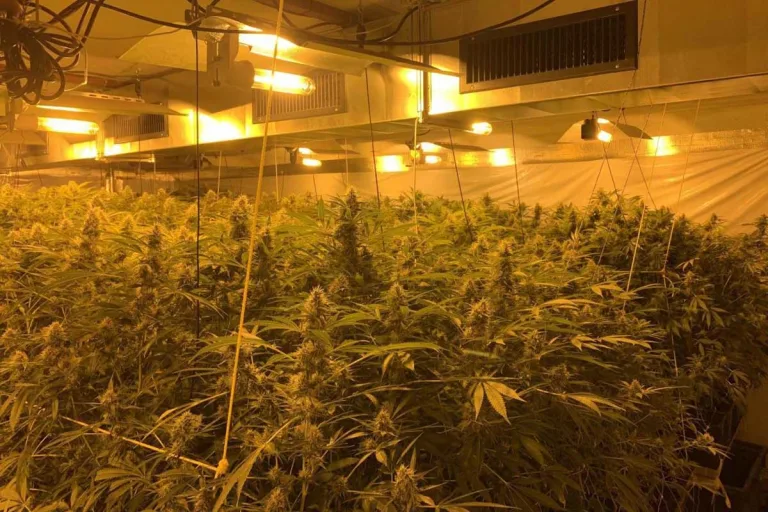 Dübendorf ZH und Lichtensteig SG - Hanf-Indoor-Anlagen mit über 700 Pflanzen ausgehoben