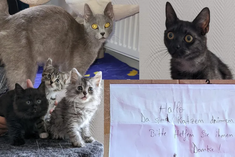 Rheda-Wiedenbrück NW - Neun Katzen ausgesetzt 