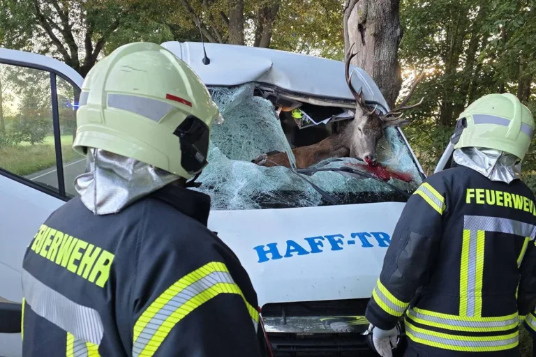 Medow MV – Unfall von Hirsch und Transporter