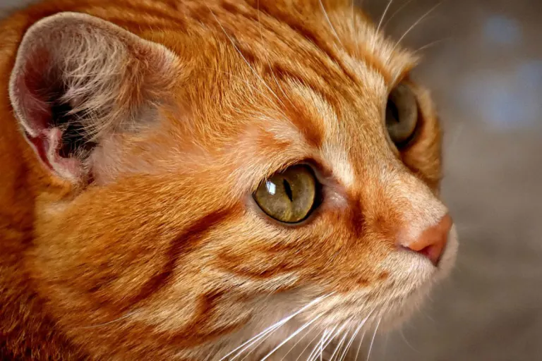 Römhild – Bei Sicherstellung von Katzen Munition entdeckt