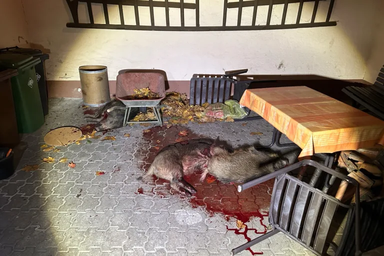 Hatzenbühl RP – Wildschweine lösen Panik aus – Jäger erlegen vier Tiere
