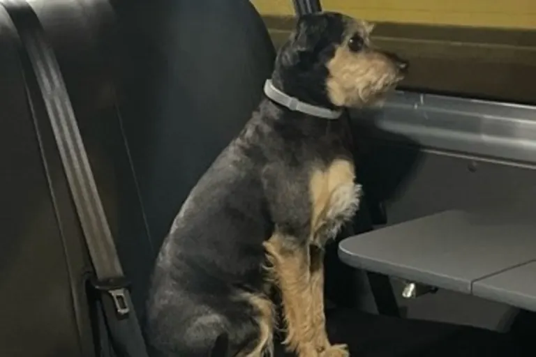 Sondershausen TH - Fremder Hund im Auto
