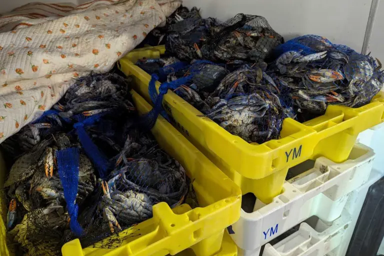 Rodgau – Transport von über 700 Kilogramm Krebstieren gestoppt