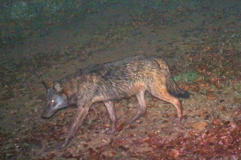 Churer Rheintal - Mutmasslicher Wolfshybride durch Wildhut abgeschossen