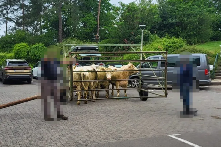 Wolfhagen – Ausgerissene Kühe laufen ins Krankenhaus