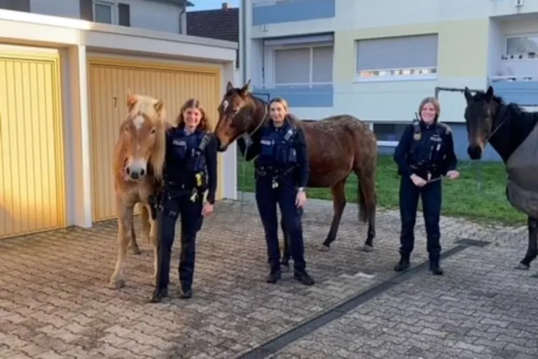 Bobenheim-Roxheim – Pferde auf Abwege