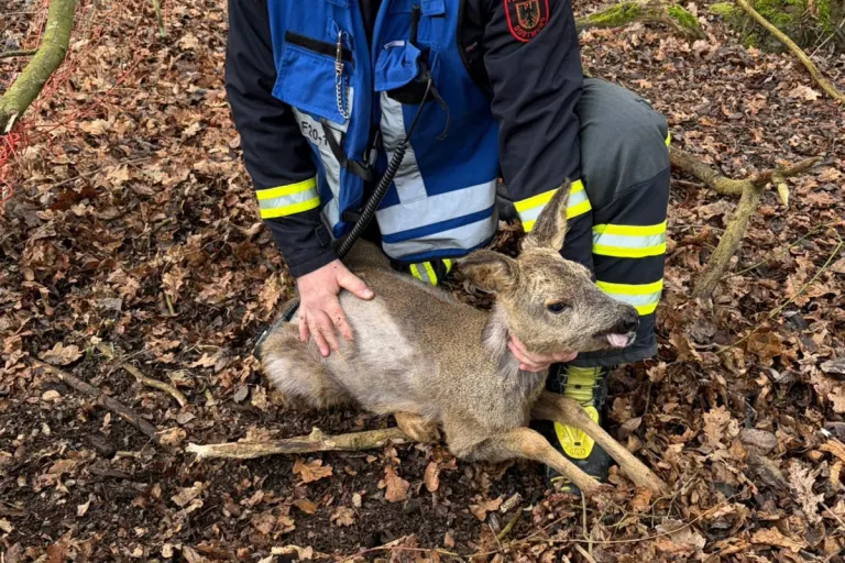Dortmund – Feuerwehr befreit Rehkitz aus Zaun