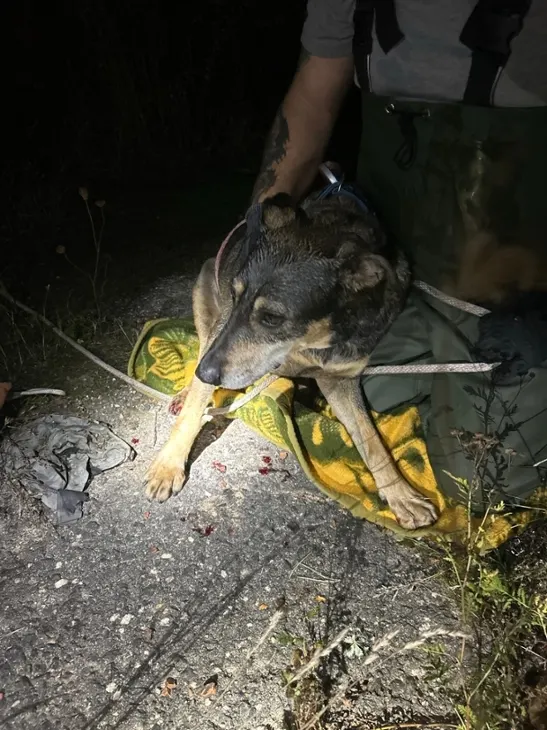 Weißwasser – Feuerwehr rettet Hund aus Wasserbecken