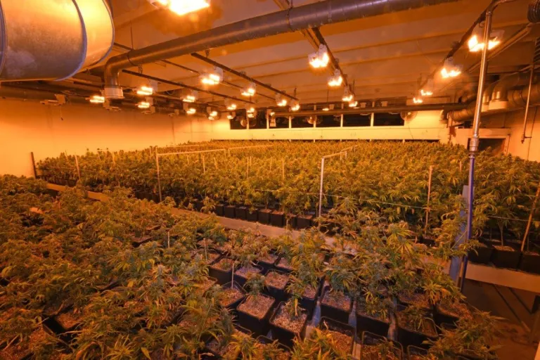 Herisau AR - Indoor Hanfplantage sichergestellt