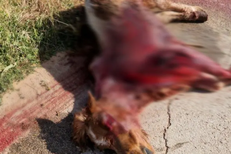 Acate IT - Pony drei Kilometer lang mitgeschleift! Brutalste Tierquälerei auf Sizilien